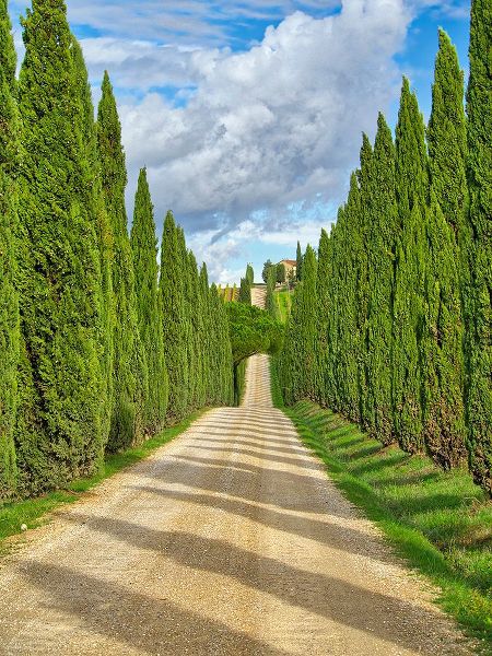 Eggers, Julie 아티스트의 Italy-Tuscany Road lined with Italian cypress leading to a villa작품입니다.
